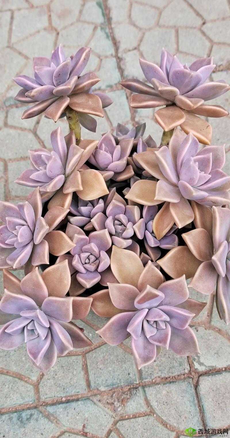 终焉誓约胧月强度分析修改版 终焉誓约胧月强度分析介绍?