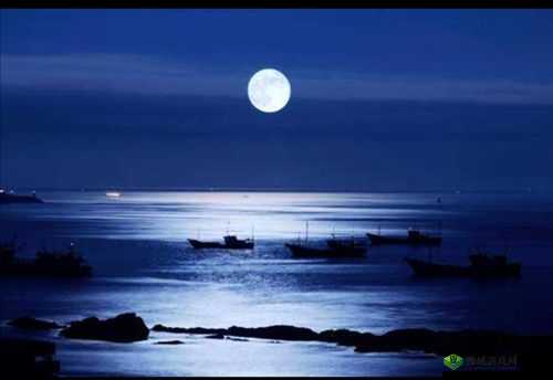 《花之诗意：探秘埃兰沙东月夜下的心月之谜》