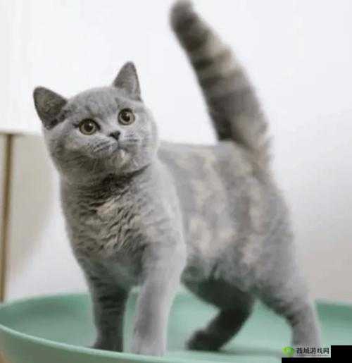 遇见爱猫星人的终极指南：全方位解锁猫爱心获取途径大全