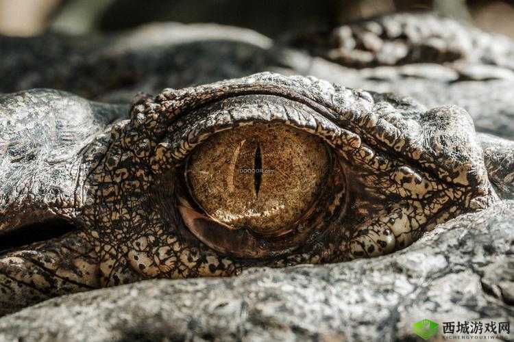 第人格鸮的右眼之谜：谁缝上了它的眼睛？