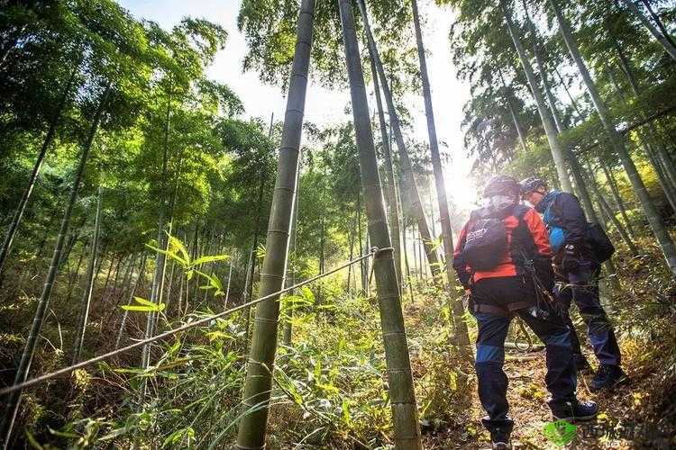 神觉者艾什莉攻略宝典：掌握核心技巧，成为终极探险大师