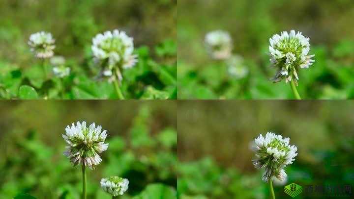 三叶草的春天:美好春天与三叶草的邂逅