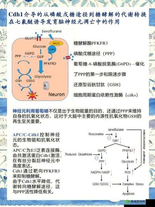 存活的方法是挨CNP免费阅读:深度解析