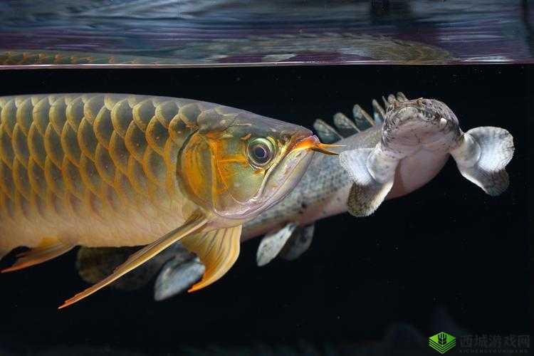 双龙戏珠 1v2 古言:精彩对决风云起