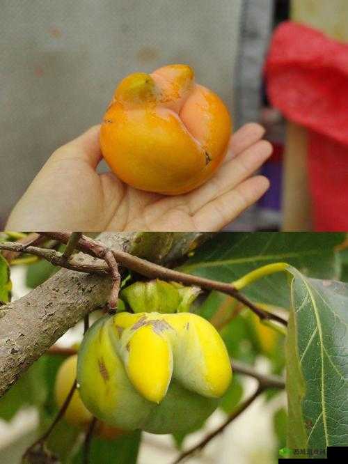 探索半熟果实背后的秘密:谁是凶手?