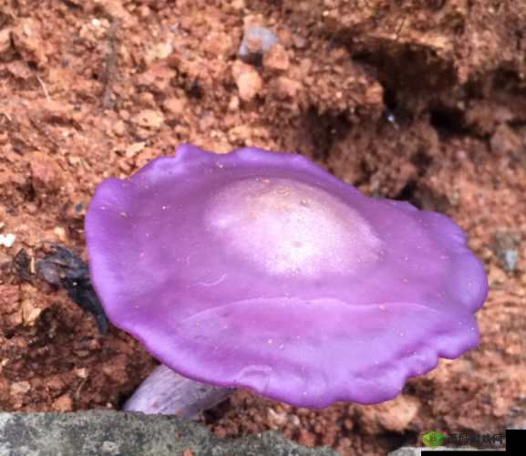 紫色的蘑菇根很粗大能吃吗：探究其食用性