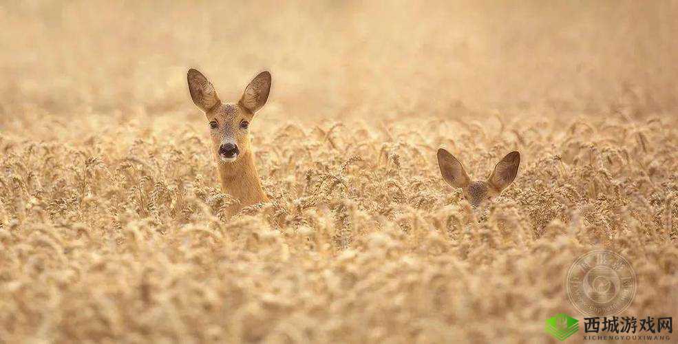 《寒冬工程兵妮蒂亚深度强度解析:破冰之矛的威力》
