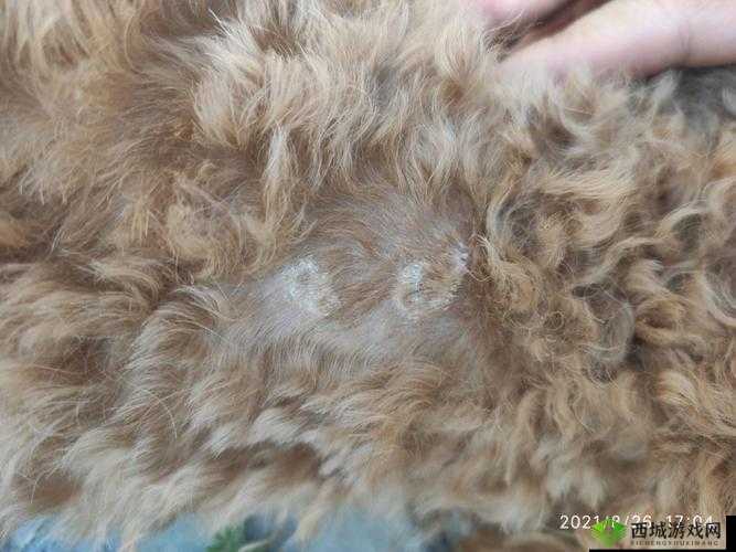 狗狗的东西又硬又烫：到底是什么情况