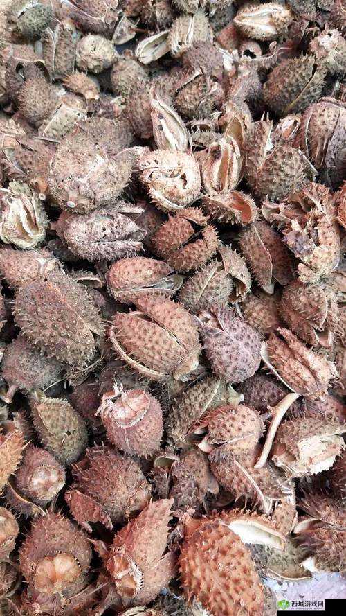 药效 1v2hpo 曼陀罗：独特作用与功效探究