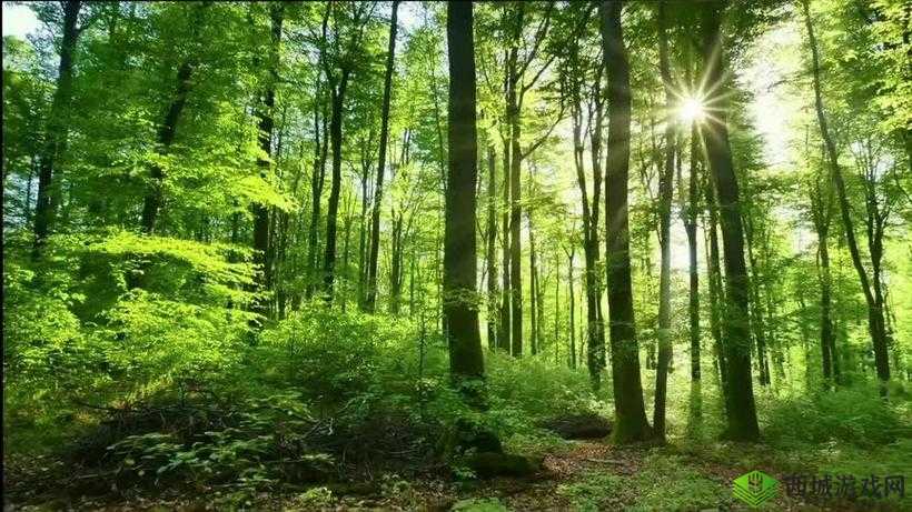 我在野外截取了一段视频：探索自然之美