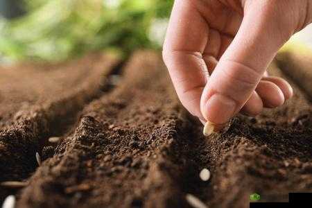 耕种妈妈肥沃的土地:爱与责任的延续