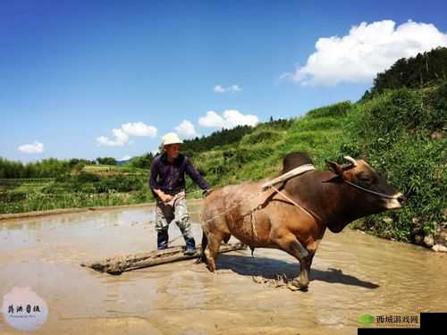 麻豆精产国品一二三产区区农民:辛勤耕耘的群体