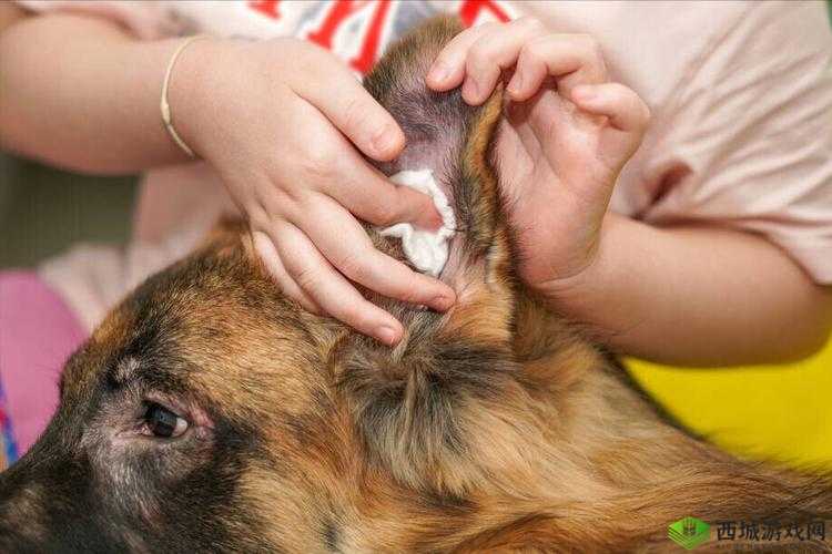 狗狗的东西又硬又烫又臭,该怎么办