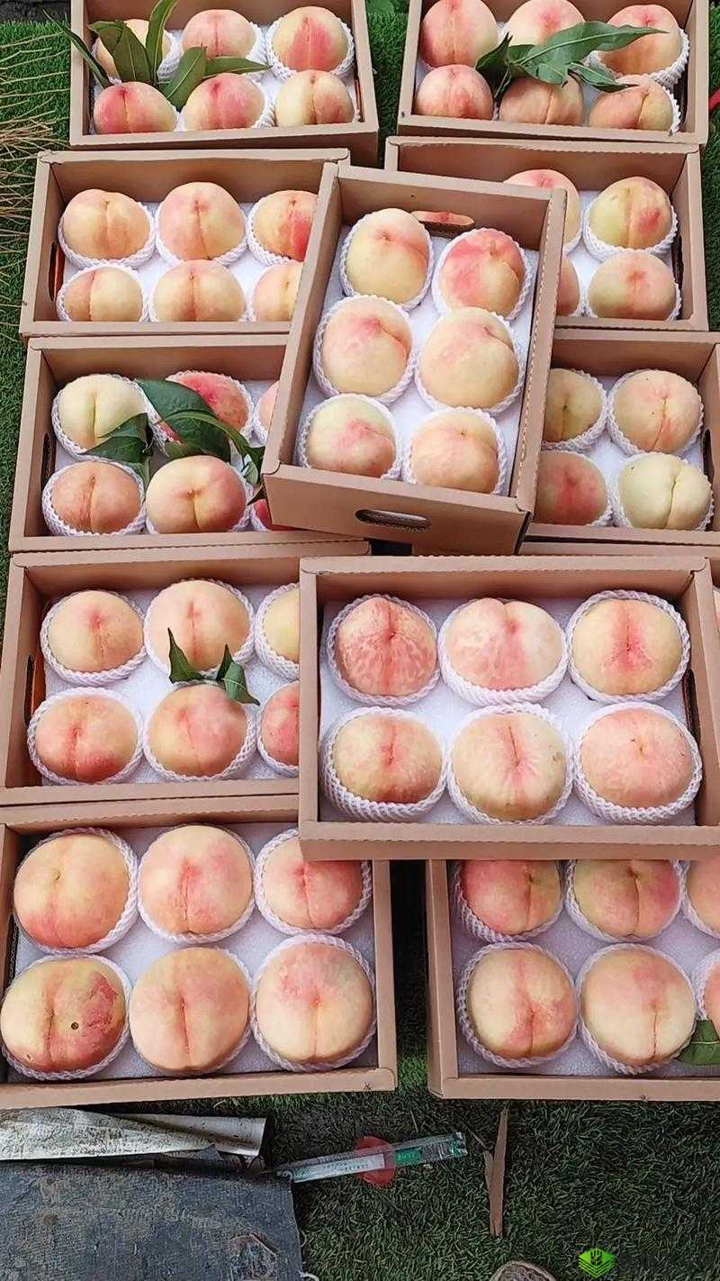 日本水蜜桃品种岭风:独特的美味之选