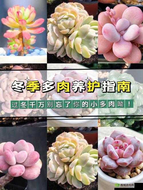 皇家共享小公主多肉怎么养:实用技巧分享