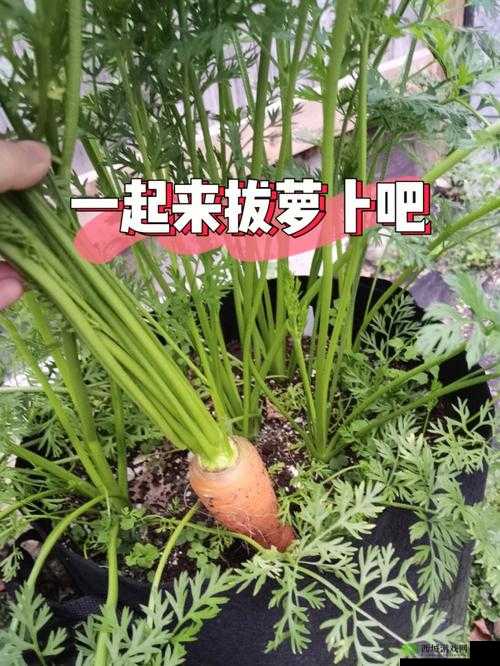 拔萝卜又叫降黄9.1：一个有趣的说法