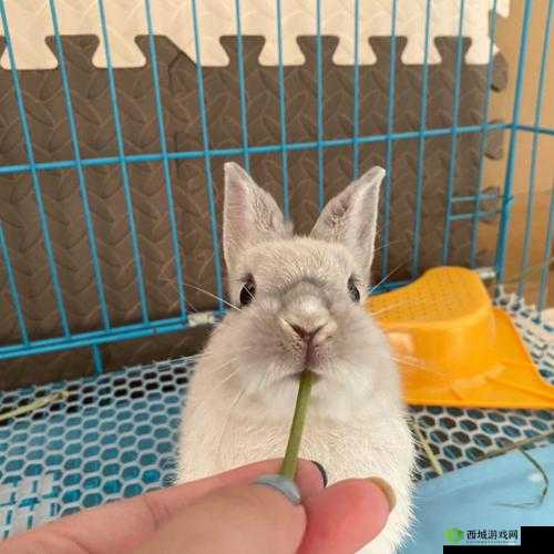 咬小兔兔是站着还是躺着:姿势大揭秘