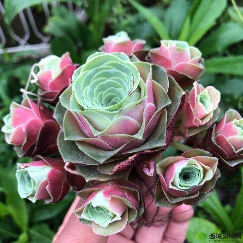 皇家共享小公主多肉：新手也能养的秘诀