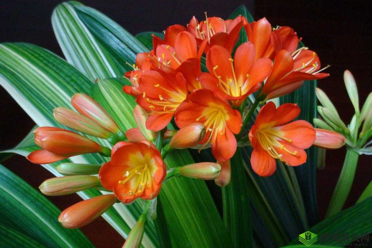 可不可以干湿你下笔愁：探寻其背后深意