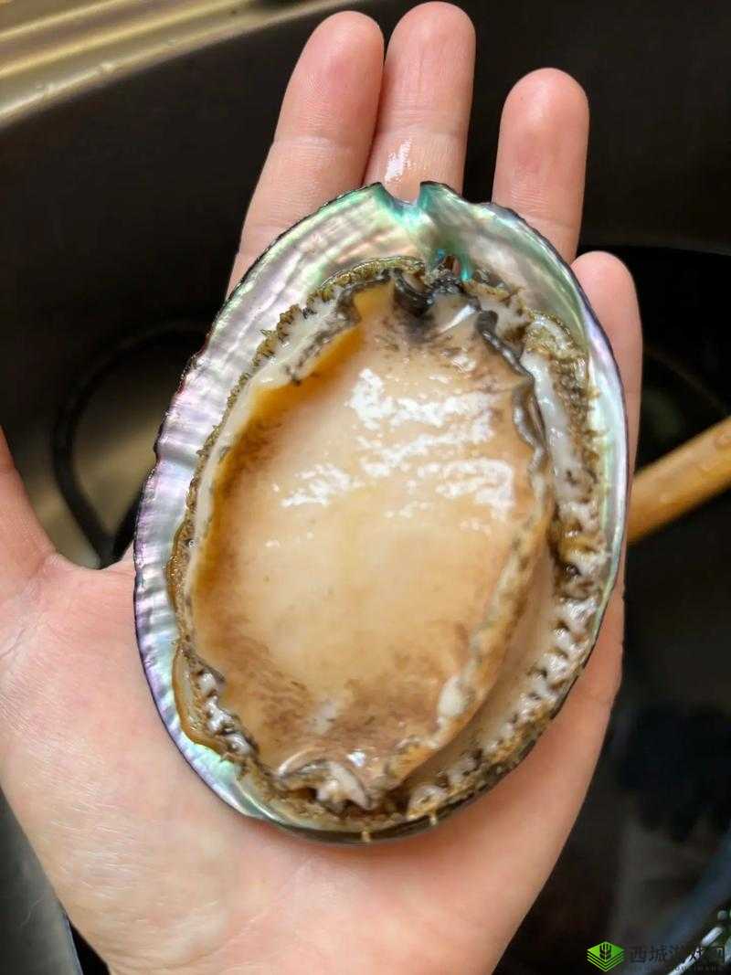 愿你的鲍鱼里没有别人的牛奶：一份真挚的祝福