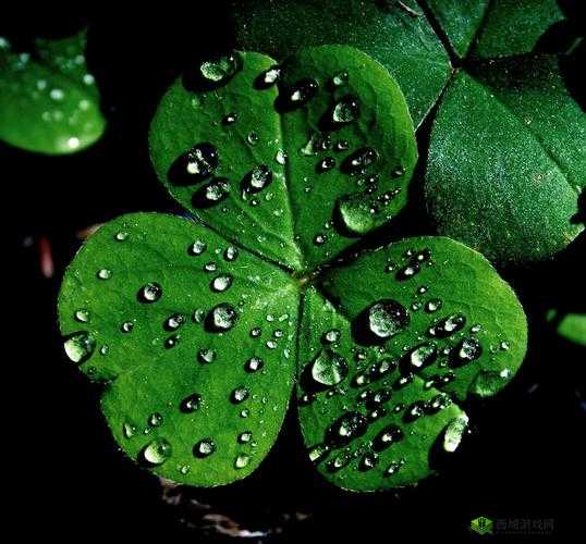 三叶草 gy3876：独特的存在