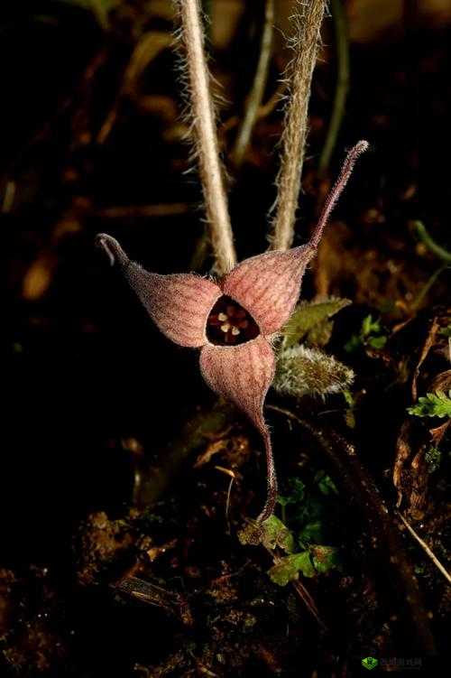黑色的很粗很大的蘑菇头：独特的植物奇观