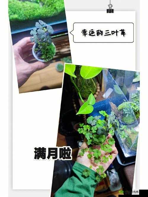 春天的三叶草:青涩的爱与成长