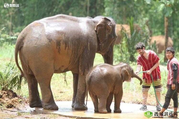 点击由此进入 2023 大象：开启奇妙之旅