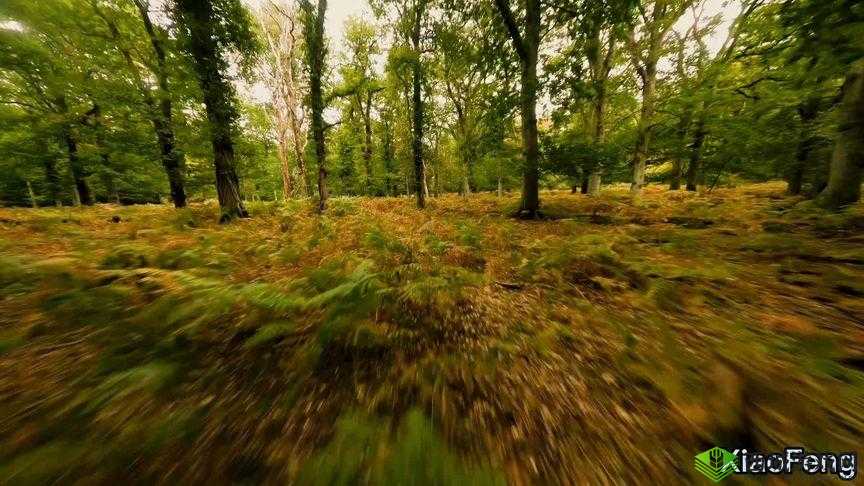 我在野外截取一段视频：大自然的奇妙瞬间