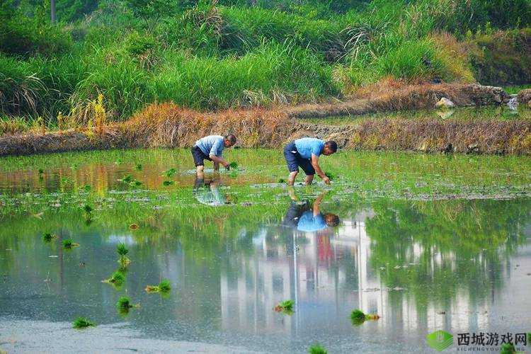 男友说想插秧了：这是暗示还是玩笑