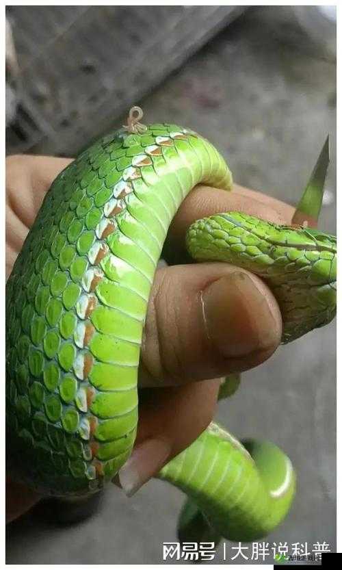 蛇王的尾巴高 ah 竟然有这种神奇功能:盘点尾巴的妙用