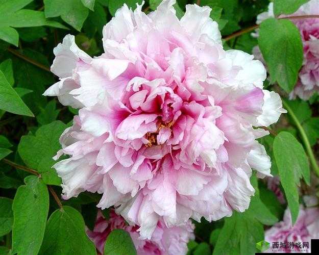 皇后 1V3 姜若：精彩对决震撼来袭