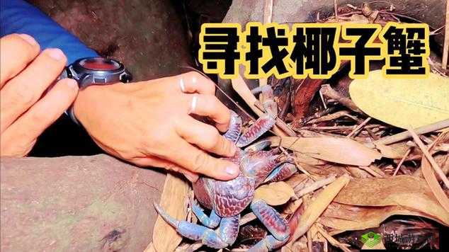 如何在菲律宾海岛用椰子蟹陷阱抓捕椰子蟹