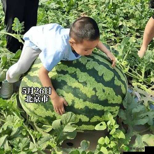 911 红领巾吃瓜爆料今日大瓜：震惊事件来袭