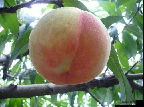 水蜜桃 4 双管齐下：甜蜜来袭