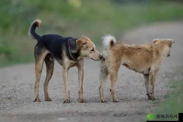 探秘hl155.ccm 黑料:背后真相大揭秘