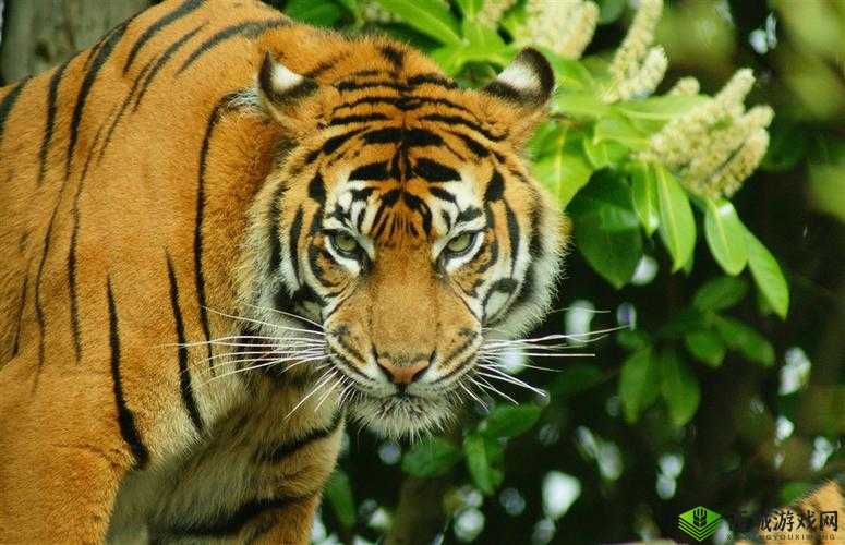 兽王ZOOM-CLOUD：震撼来袭的猛兽之王