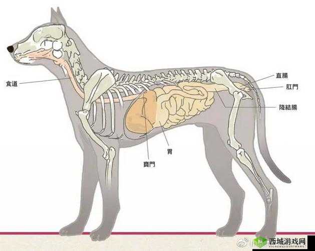 狗狗硬烫臭之物的处理办法
