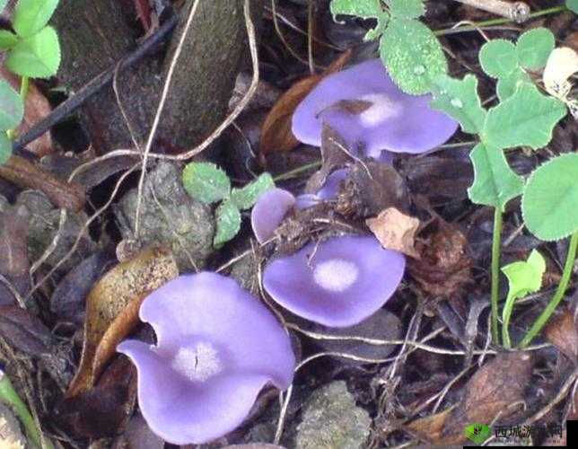 紫黑色蘑菇:一朵神秘的花
