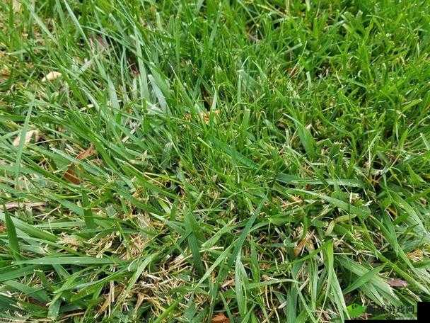 玩人狗大战的实现方法:实战技巧与策略