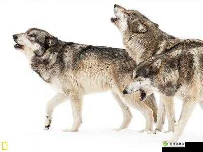 老狼老狼芦苇芭蕉:神秘的自然密码