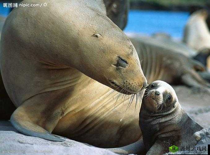 东北那旮瘩母与子：温暖亲情的日常
