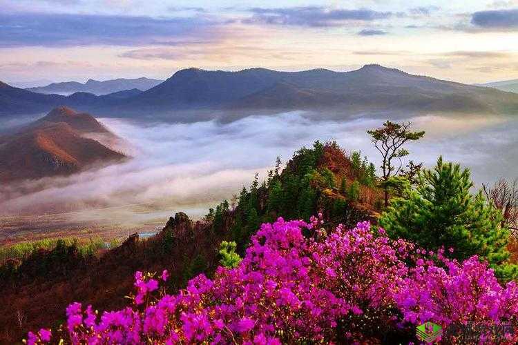 伊春园 2023 入口直达：畅享精彩无限