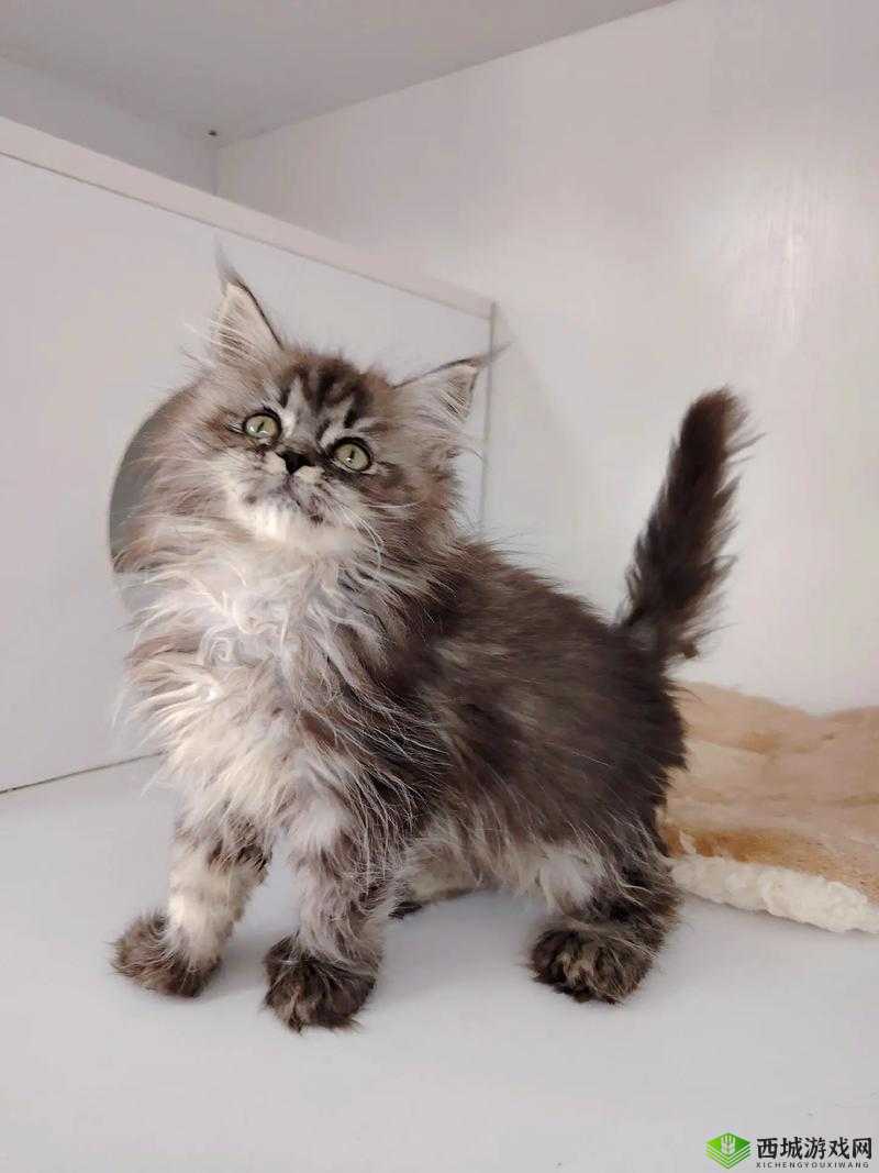 找一个大叔玩玩还是找个家：这是个难题