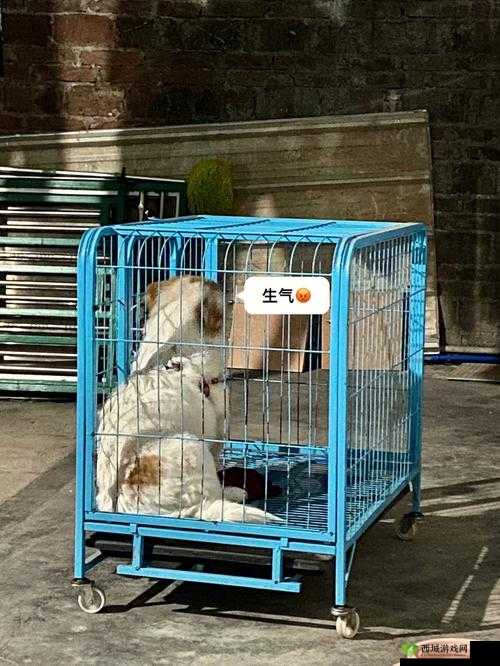 探索老牛嫩草一二三产品具体区别