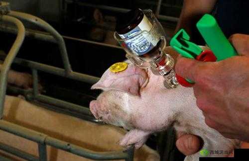 人与猪 CROPROATION：探索未知的生殖领域