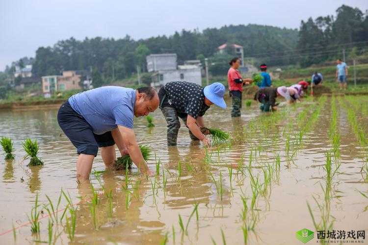 插秧七十二招式图片：传统农耕技艺的精彩展现