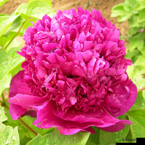 亭亭玉立的荷花国色天香的牡丹：花中双绝