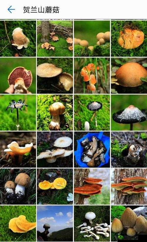 17c爆料-独家揭秘蘑菇背后的秘密