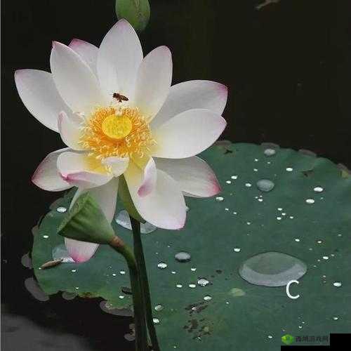 女人晚上莲花开的害处:警惕不良影响